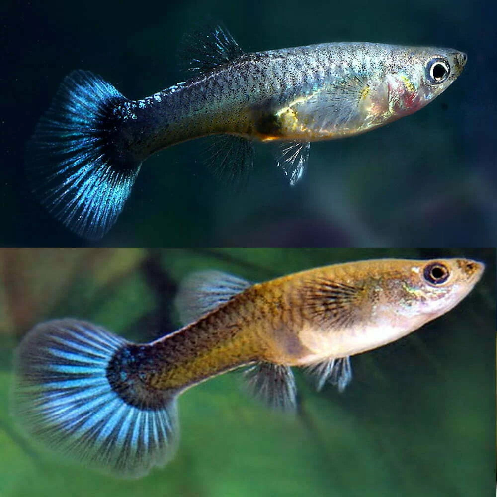 Poecilia reticulata (Guppy) blue tuxedo (coppia)