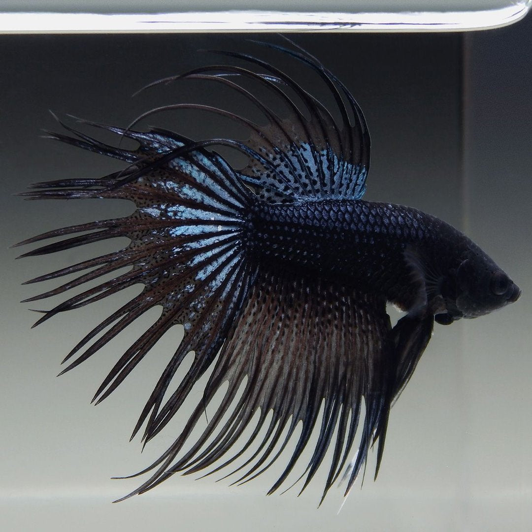 Betta crowntail black