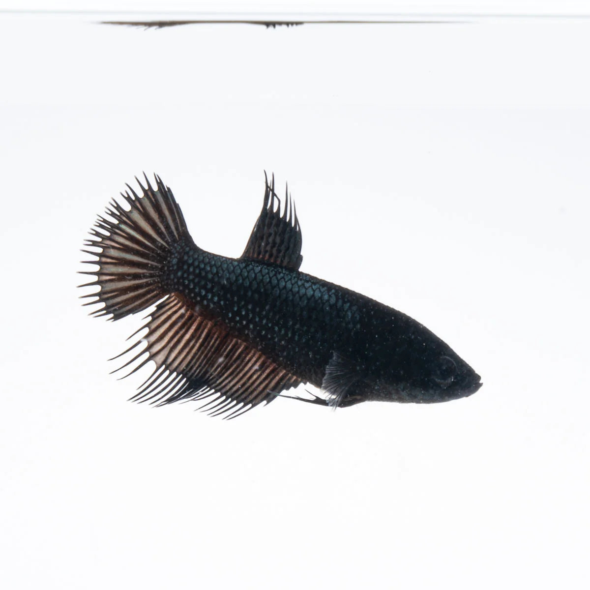 Betta crowntail black