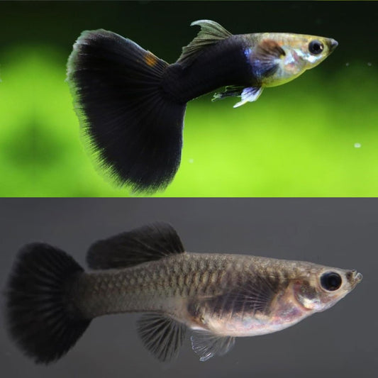 Poecilia reticulata (Guppy) Panda coppia