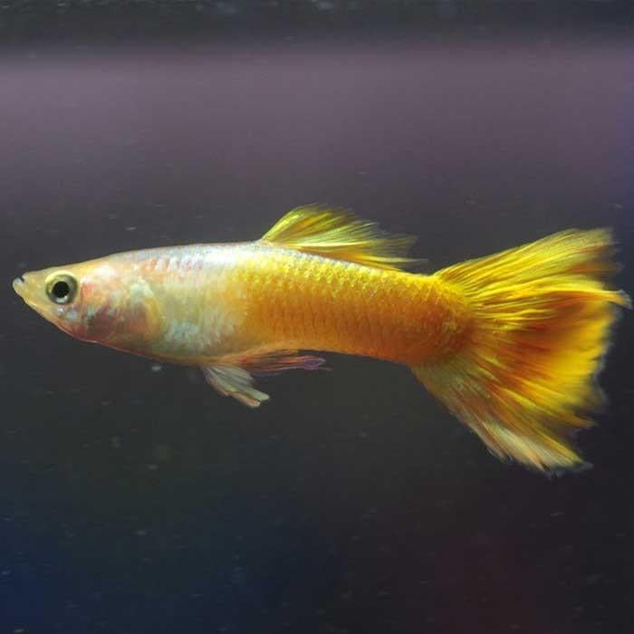 Poecilia reticulata (Guppy) maschio “Yellow”