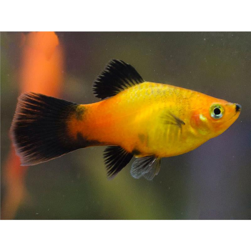 xiphophorus maculatus (Platy) “apple tricolor”