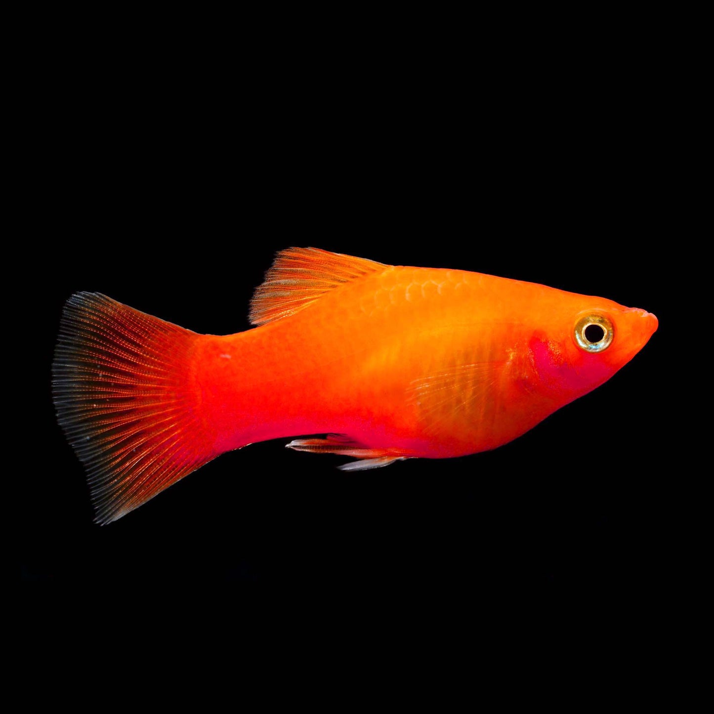 Xiphophorus maculatus (platy) coral