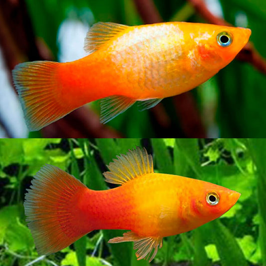 Xiphophorus maculatus (platy) “sunset”