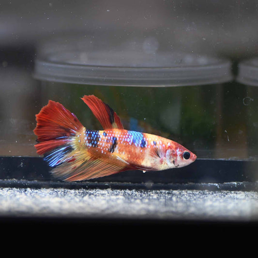 Betta splendens “giant nemo” femmina