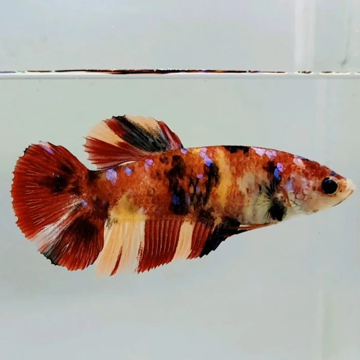 Betta splendens “giant nemo” femmina