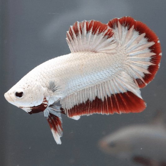 Betta splendens “plakat Dragon”