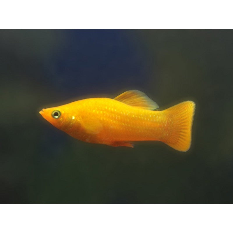 Poecilia sphenops (gold molly)