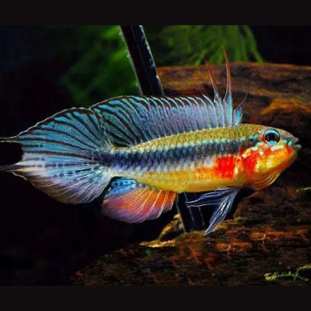 Apistogramma elizabethae - Pesce d'acquario esotico | Animal Instinct