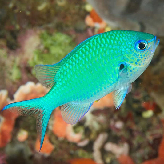 Chromis viridis