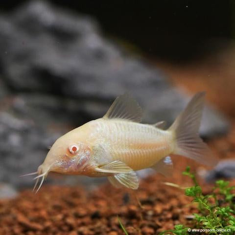 Corydoras aeneus albino