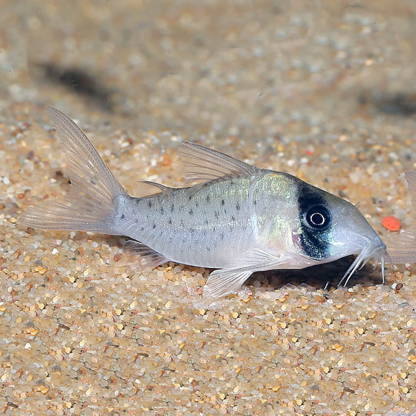 Corydoras cf sychri C53