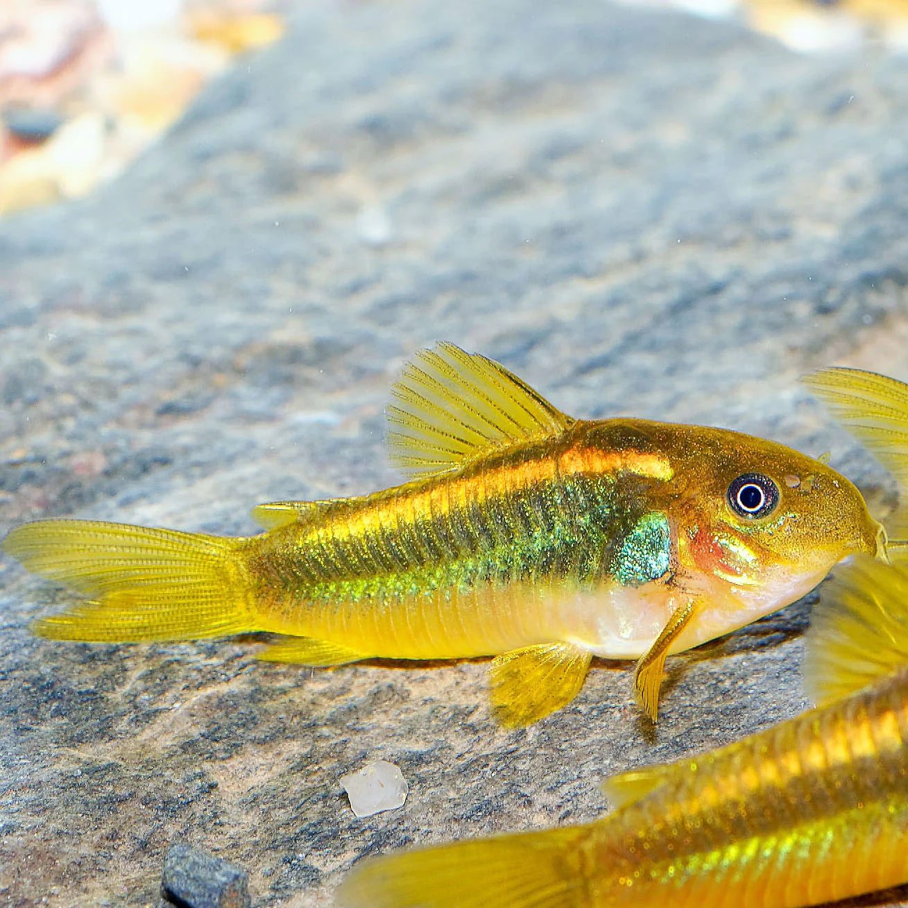 Corydoras gold laser sp. CW010