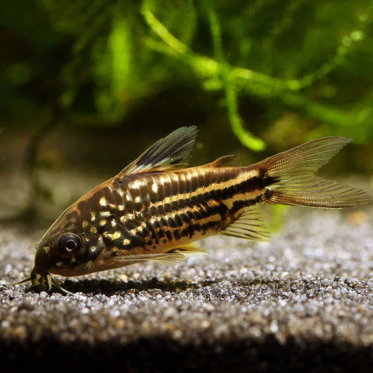 Corydoras napoensis