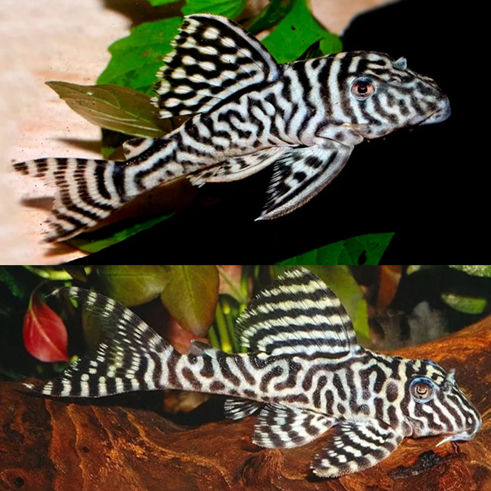 Peckoltia sp. King Tiger pleco