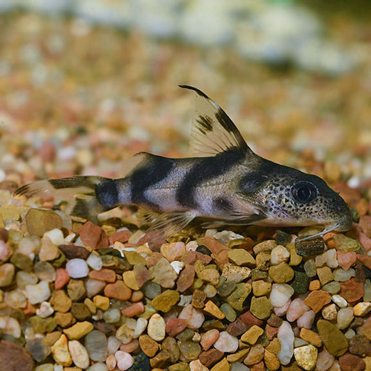 Synodontis decorus