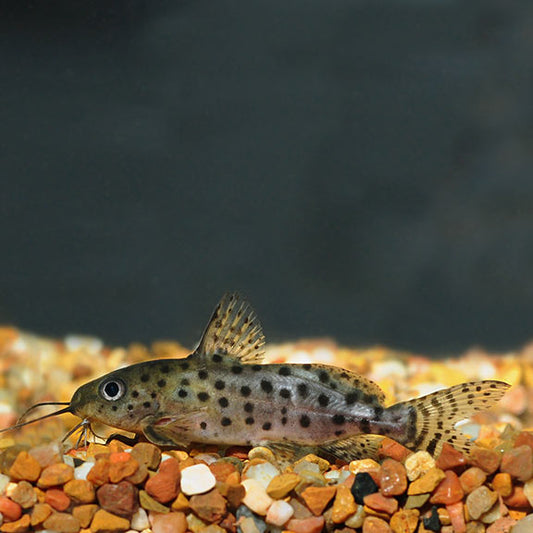 Synodontis ocellifer