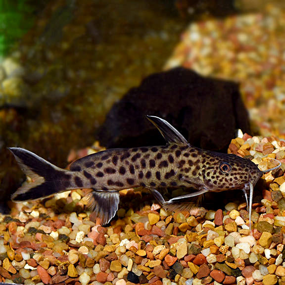 Synodontis petricola