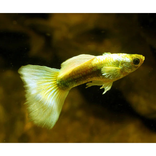 Poecilia reticulata maschio (Guppy) Gold platinum