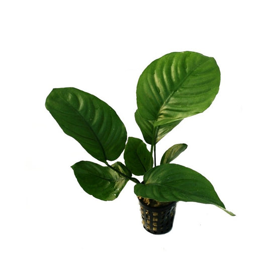 Anubias barteri broad leaf