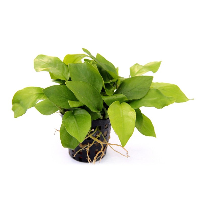 Anubias nana Golden