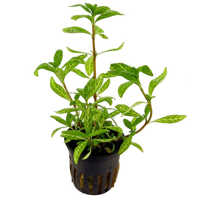 Hygrophila rosanerving