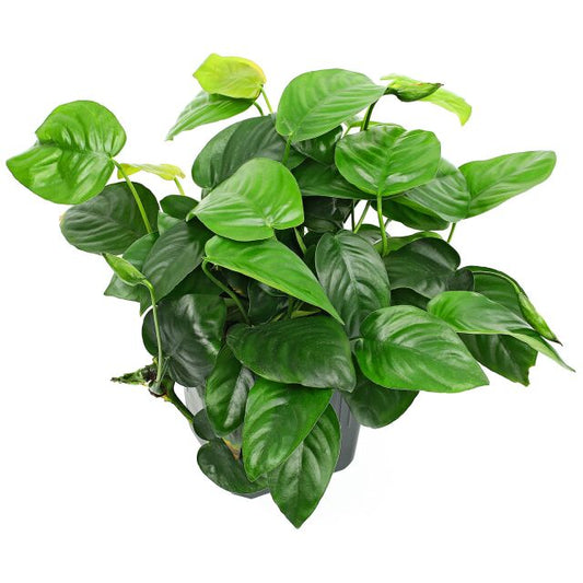 Anubias sp. XXL