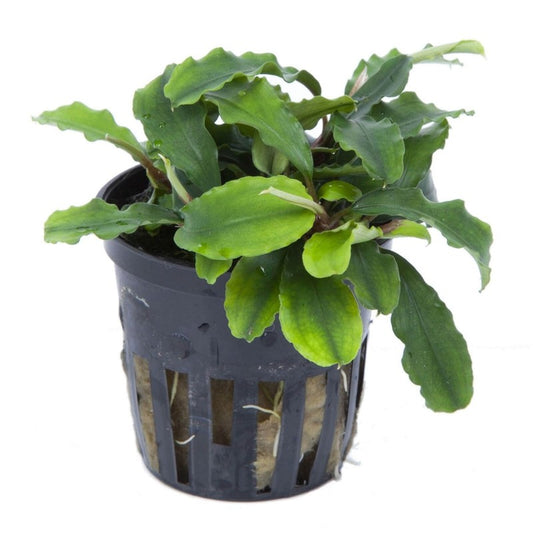 Bucephalandra green way