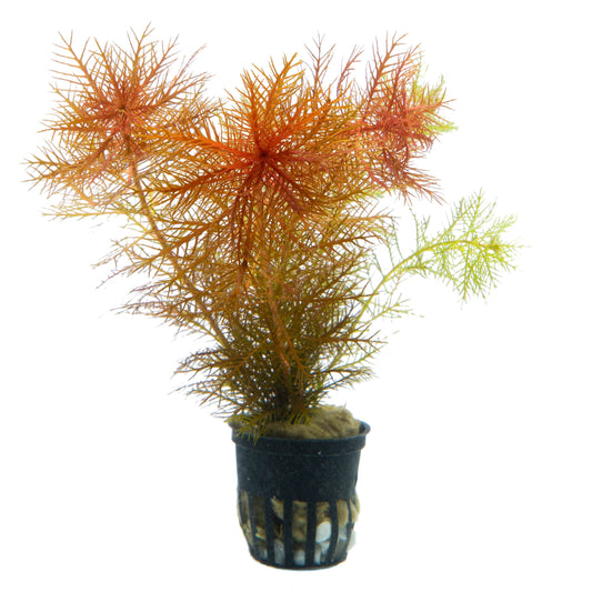 Proserpinaca palustris