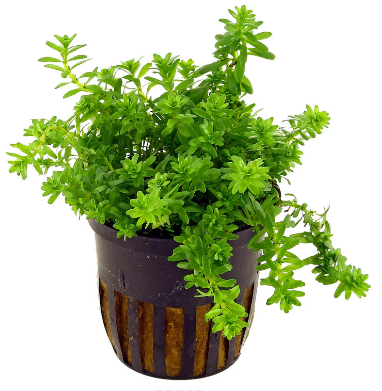 Rotala nanjenshan