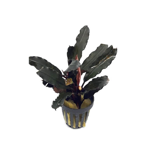 Bucephalandra alamanda V3 dark