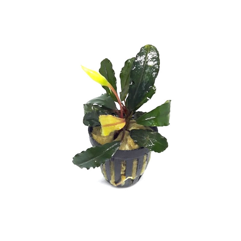 Bucephalandra biblis pink – Animal.Instinct