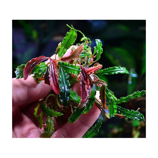 Bucephalandra biblis pink