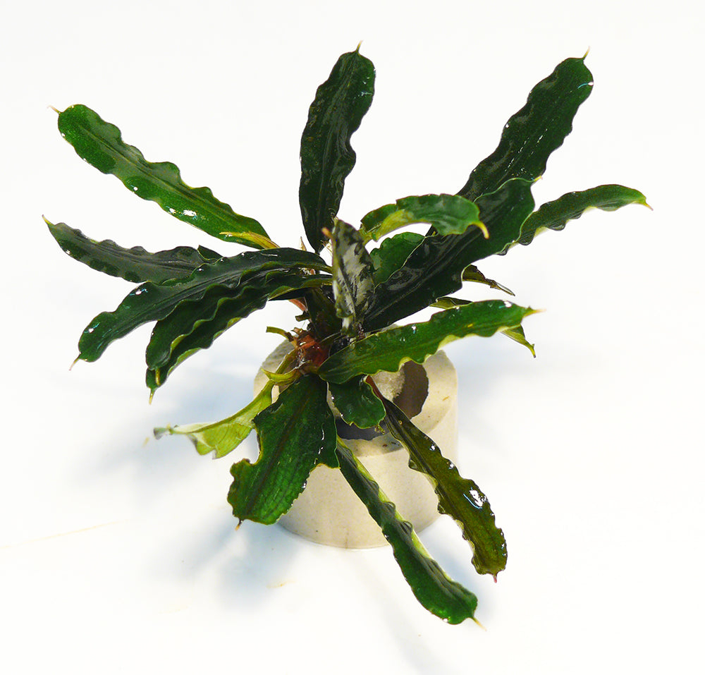 Bucephalandra melawi fine edge
