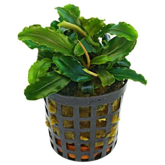 Bucephalandra theia green