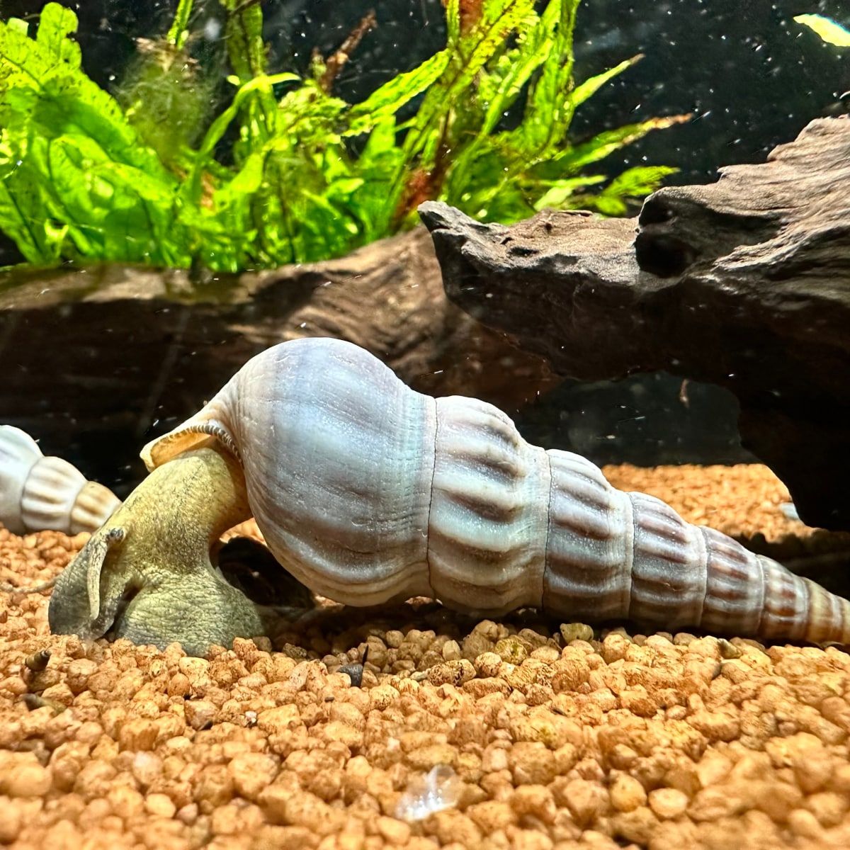 Herculea Brotia herculea white – Animal.Instinct