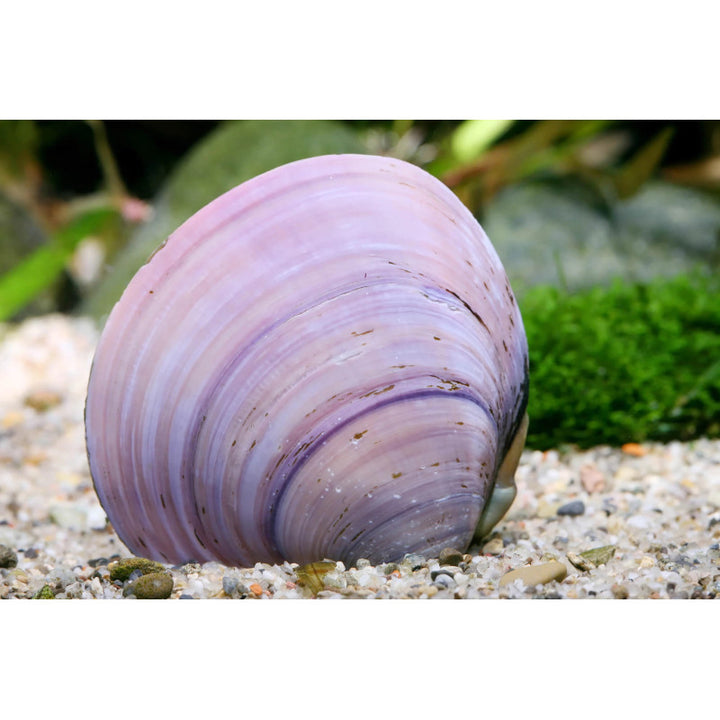 Caridine, invertebrati e molluschi – Page 2 – Animal.Instinct