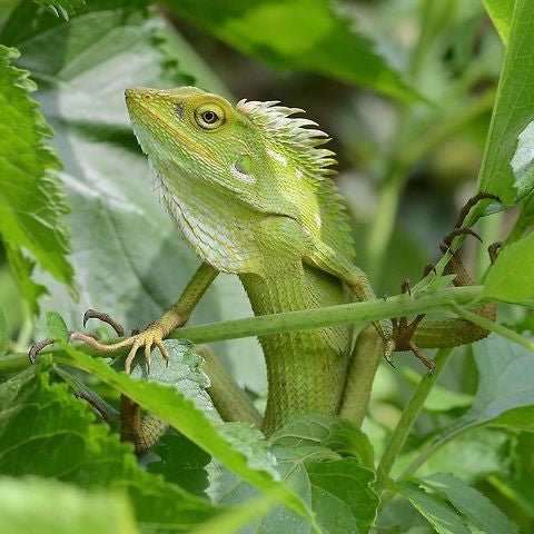 Bronchocela jubata