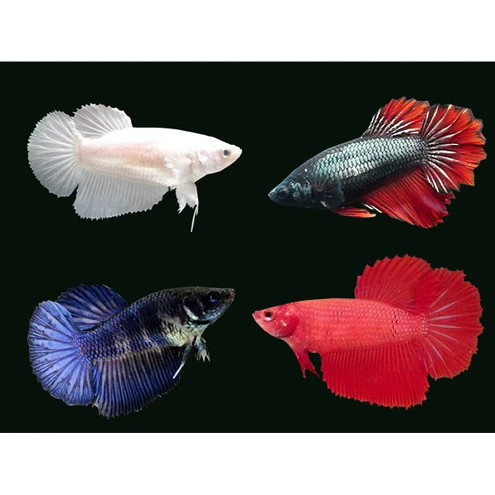 Betta splendens Halfmoon femmina