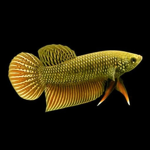 Betta splendens Wild benjarong yellow