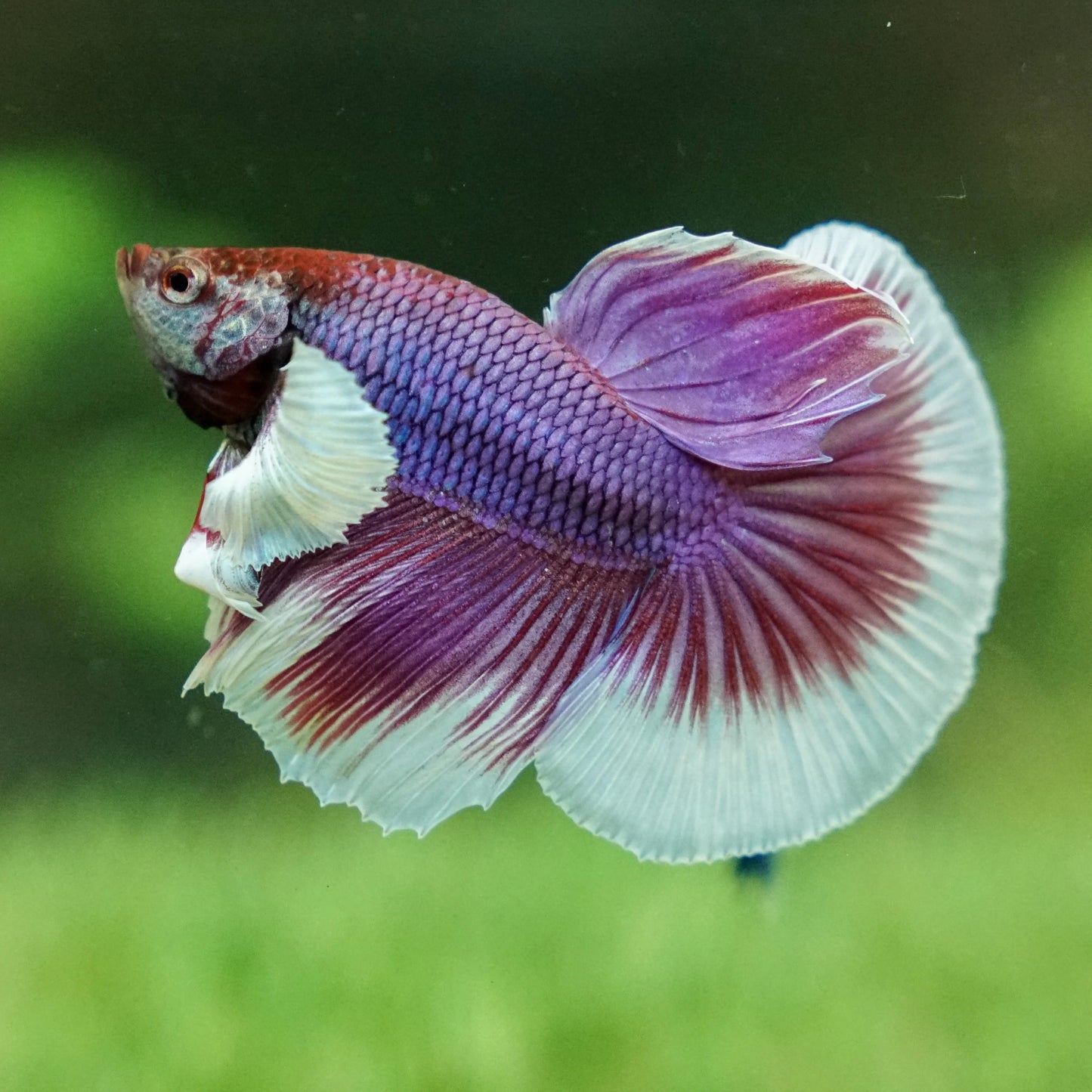 Betta splendens halfmoon lavender