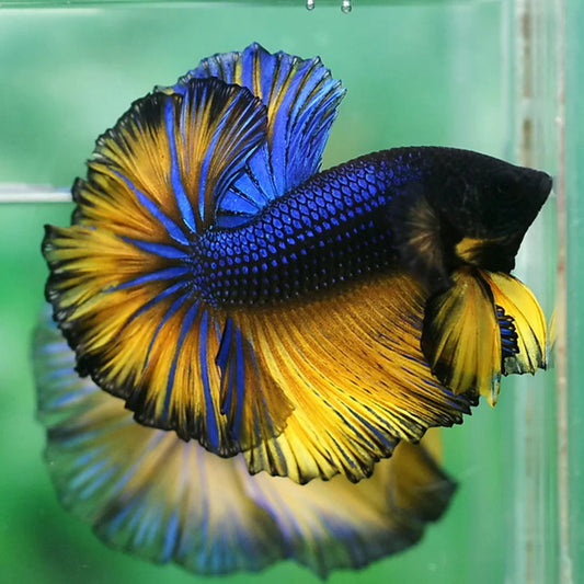 Betta splendens halfmoon mustard