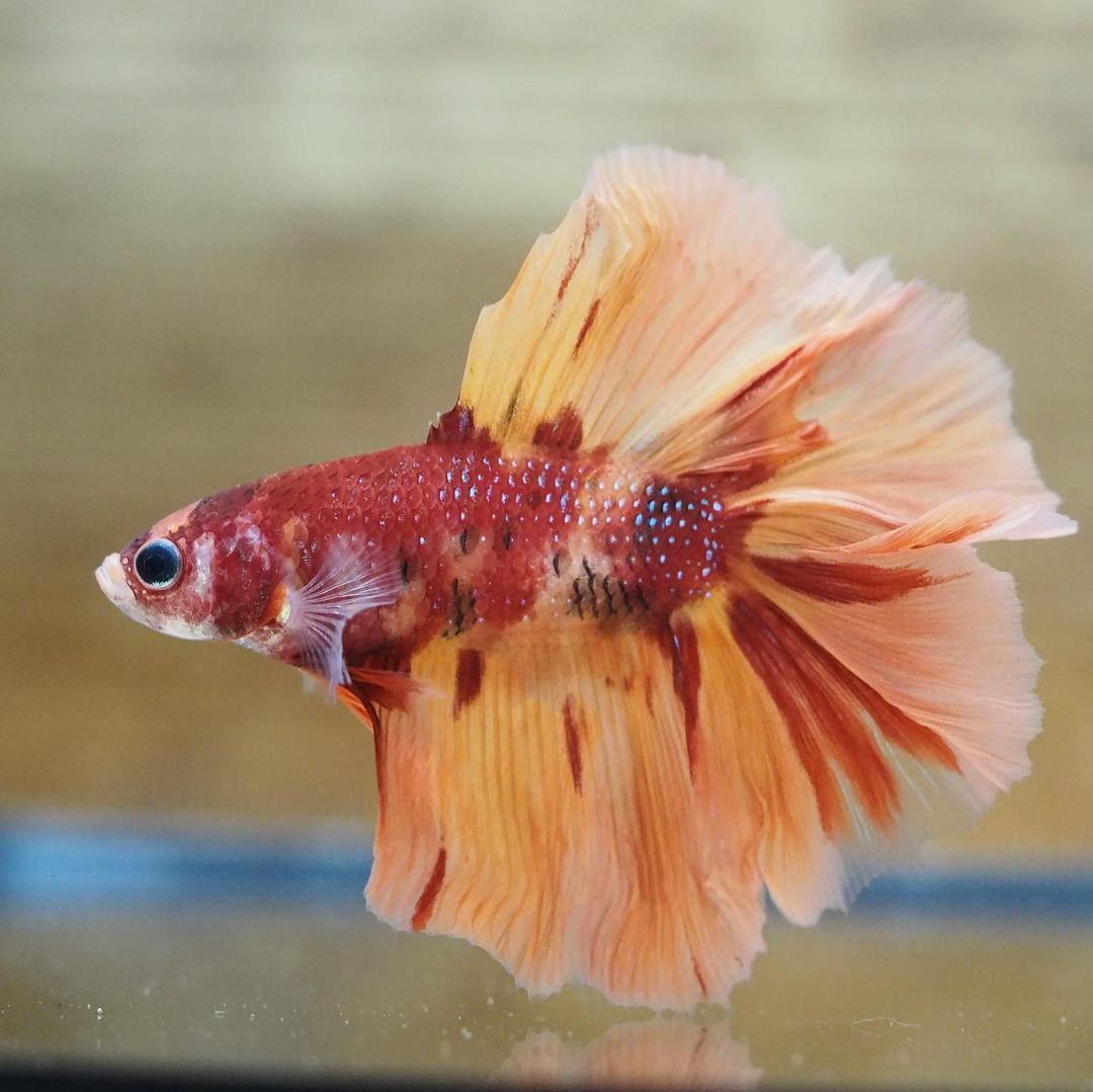 Betta splendens nemo long tail