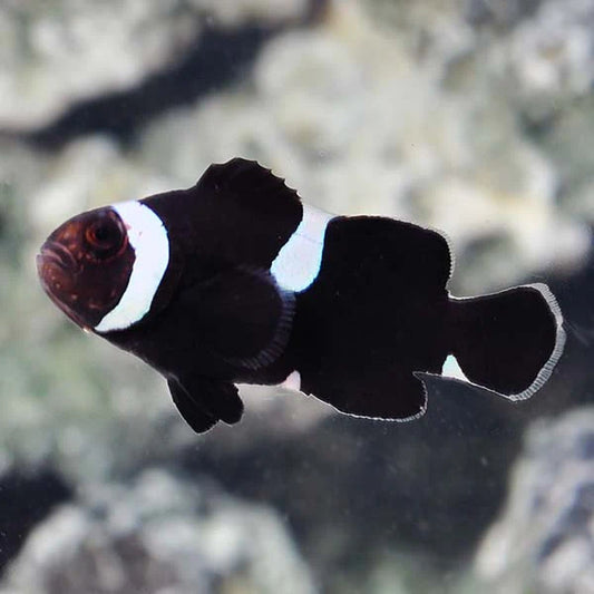 Amphiprion ocellaris black misbar