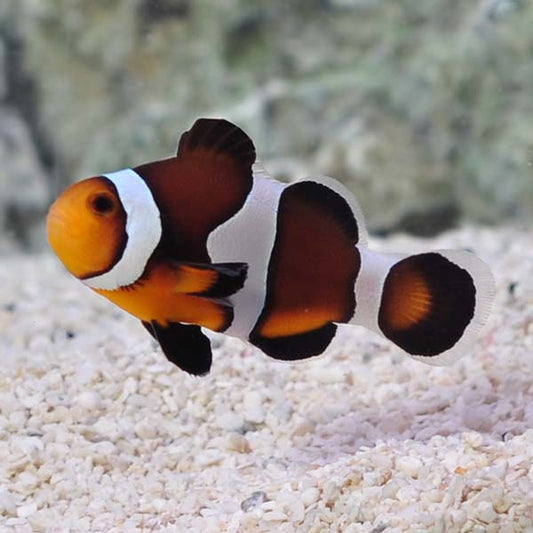 Amphiprion ocellaris caramel