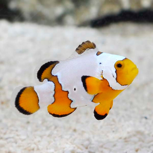 Amphiprion ocellaris snowflake