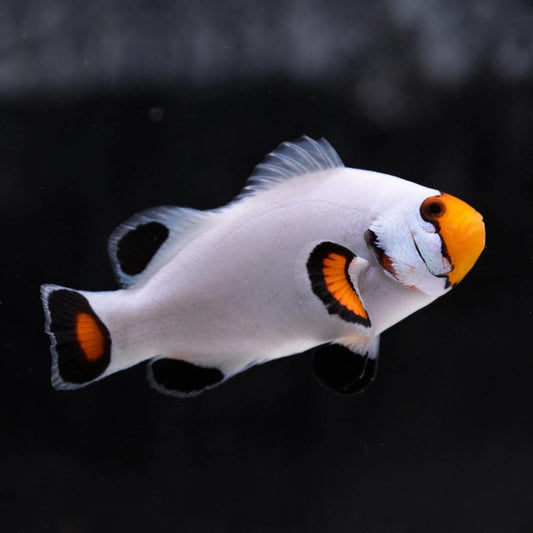 Amphiprion percula platinum