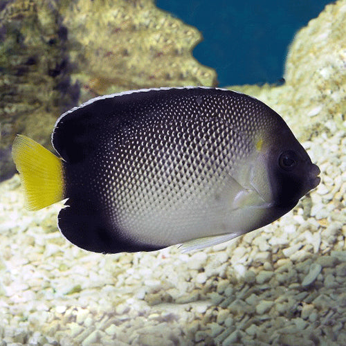 Apolemichthys xanthurus