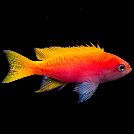 Pseudanthias bimaculatus female