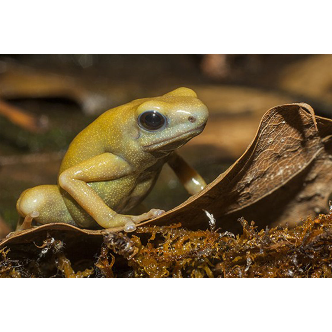 Dendrobates Auratus El oro